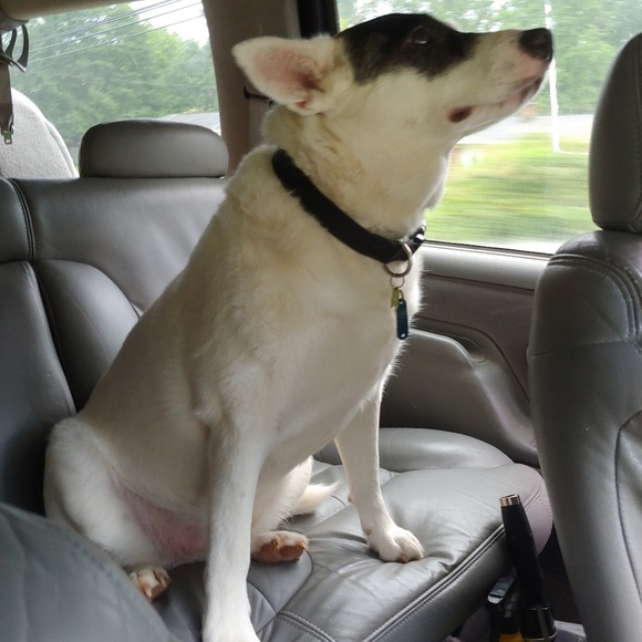 Meet your Posher, Amber - Picture 4 of 12